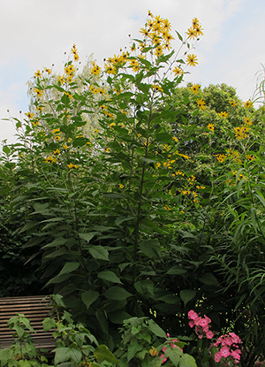 Blommande jordärtskocka 'Bianca'.