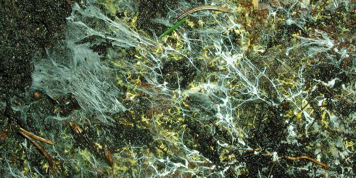 Mykorrhiza.