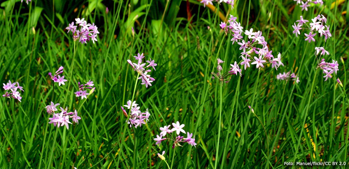 Tulbaghia violacea får välformade, väldoftande och hållbara blommor.
