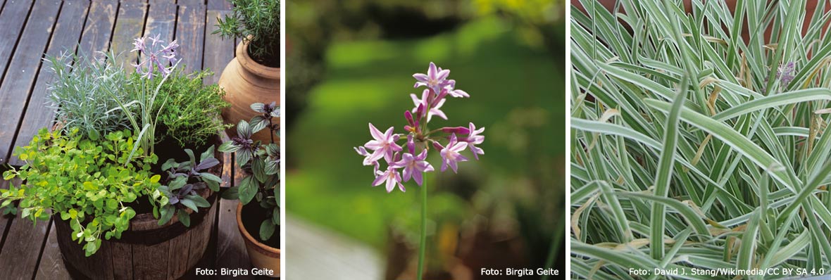 Tulbaghia 'Silver Lace*.