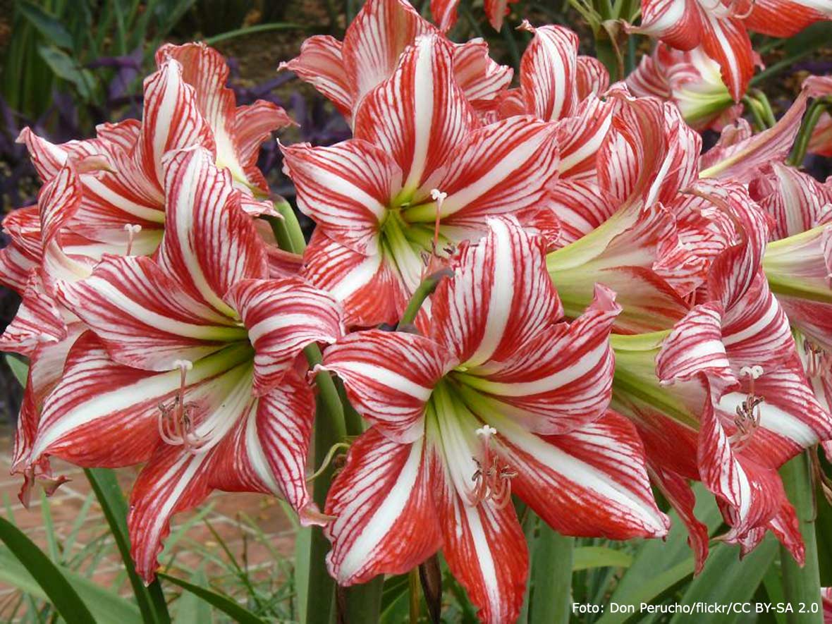 Amaryllis Candy Floss.