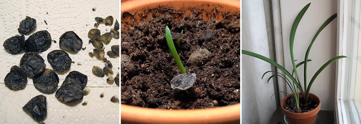 Fröplantor av amaryllis.