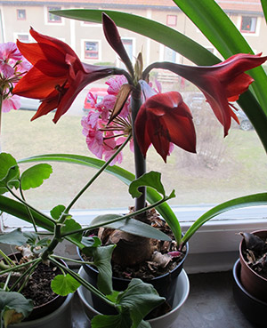 Sidolök av amaryllis.