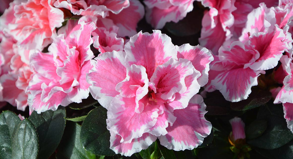 Närbild på blommande rumsazalea.