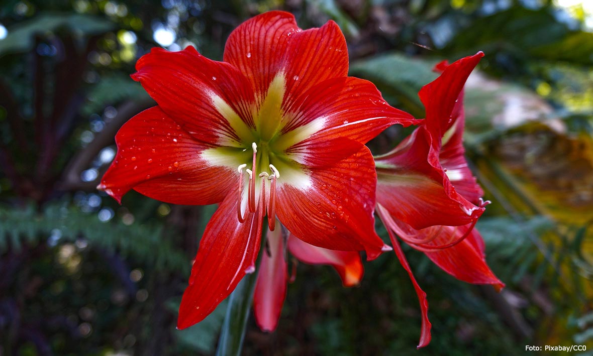 Blommande amaryllis.