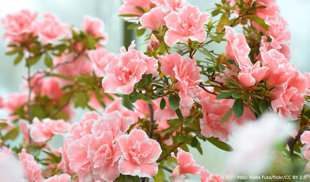 Blommande rumsazalea.