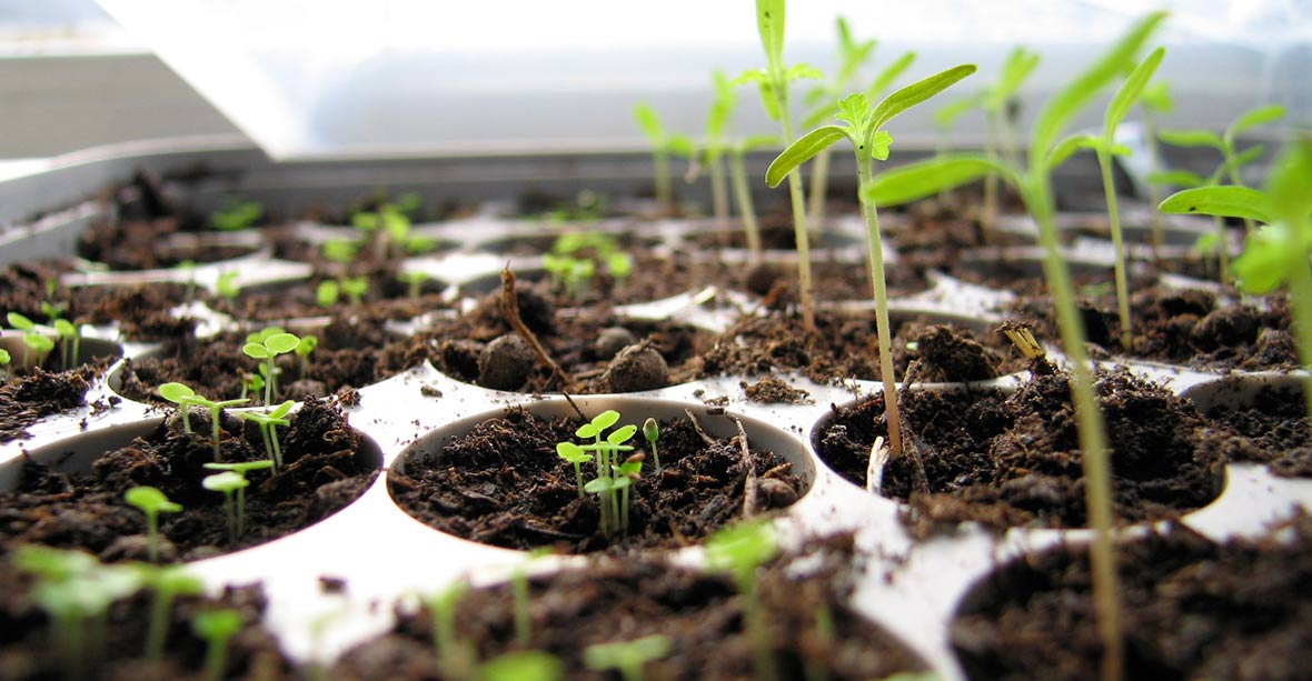 Fröplantor i såjord.