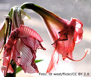 Vissen amaryllisblomma.