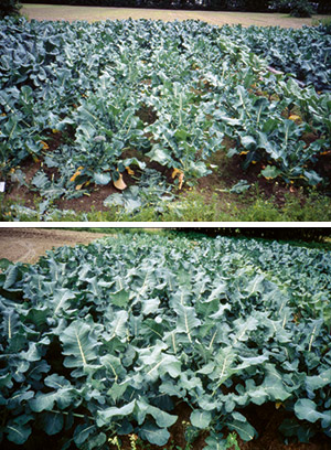 Testodling av broccoli.