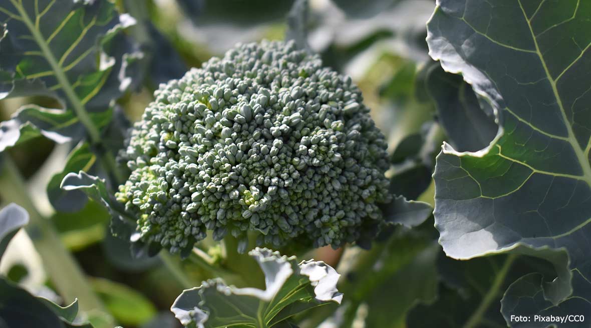 Broccoli trivs i jordar med lågt pH.