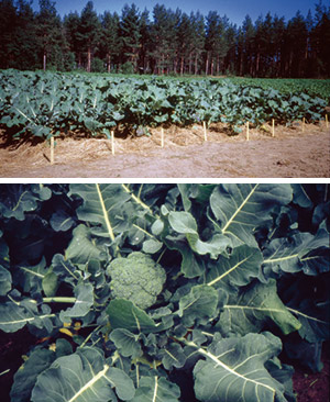 Odling av broccoli.