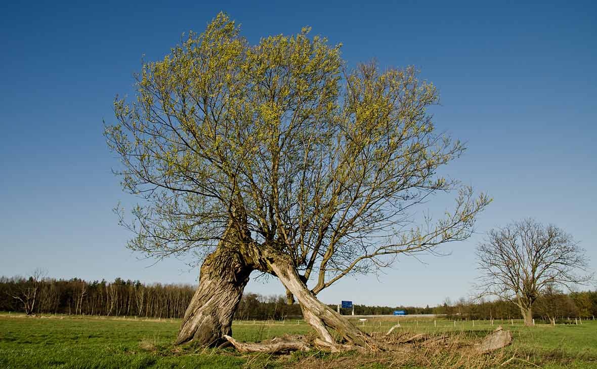 Gammal sälg.