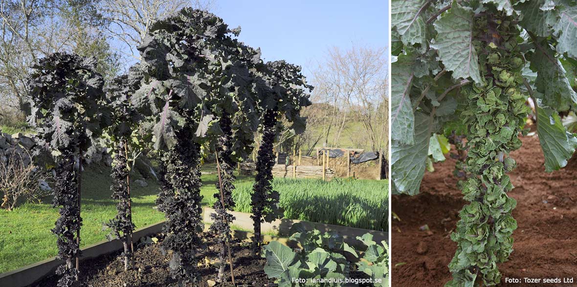 Höga plantor av rosettkål.