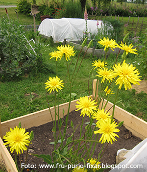 Blommande svartrot.