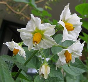 Potatisblommor.