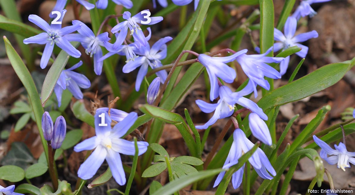 En blandning av Chionodoxa forbesii, vårstjärna och Scilla bifolia och Chionoscilla, hybridvårstjärna.