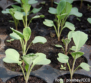 Kålplantor.