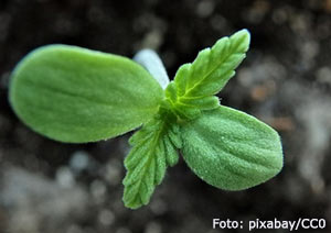 Fröplanta med Hjärtblad och karaktärsblad.