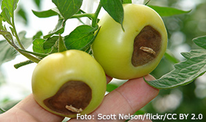 Pistillröta.