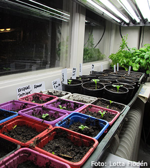 Sköra fröplantor.