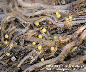 Potatiscystnematoder.