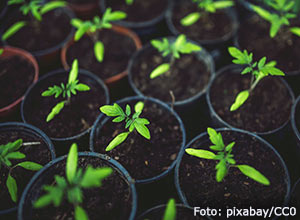Tomatplantor skolade i varsin kruka.