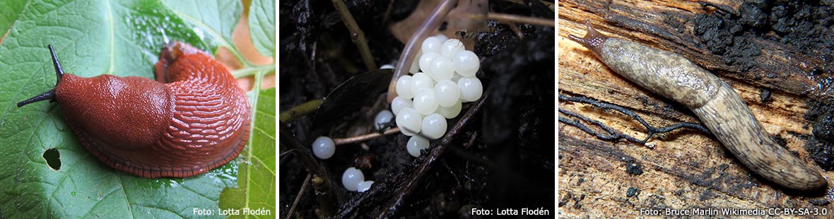Mördarsnigel och åkersnigel.