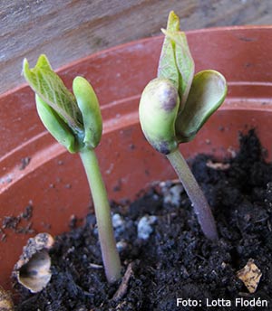 Fröplantor av störböna.