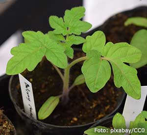 Knubbig tomatplanta.