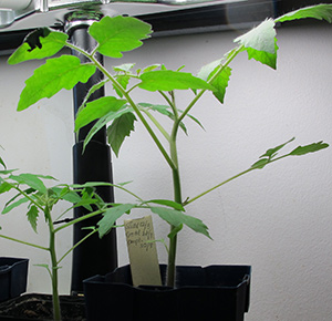 Tomatplanta.
