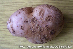Vanlig skorv på potatis.
