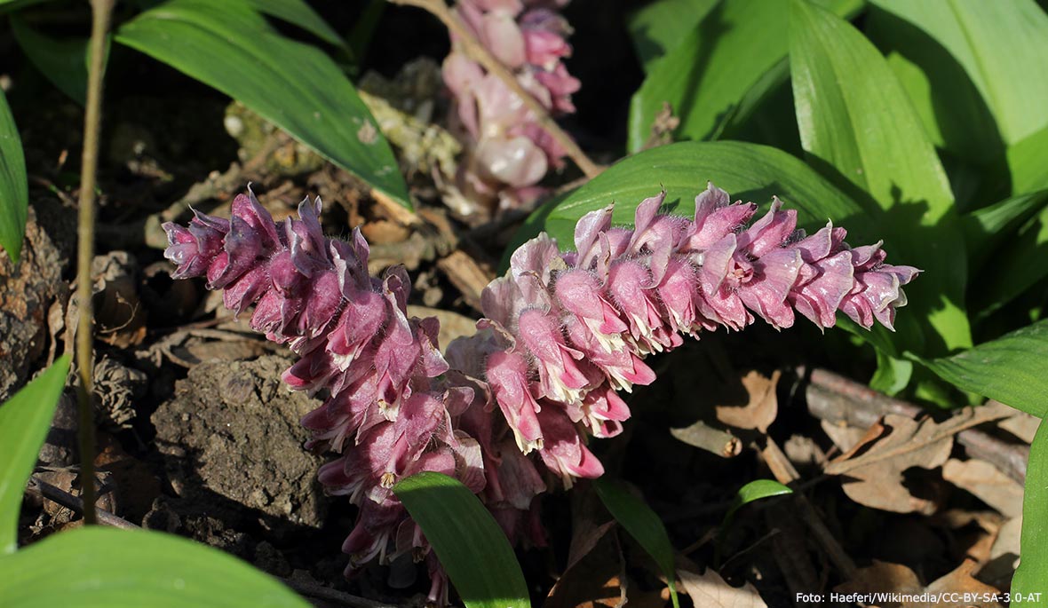 Blommande vätteros.
