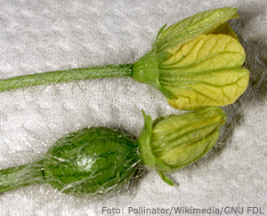 Han- och honblomma av vattenmelon.