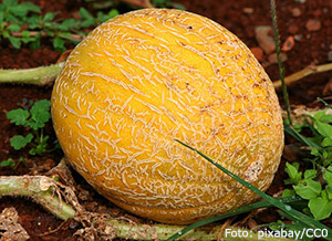 Cantaloupemelon.
