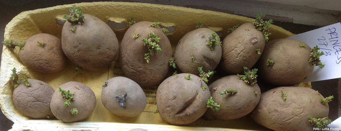 Förgro potatis.