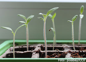 Gängliga tomatplantor,