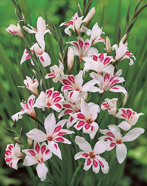 Gladiolus (Nanus-Gruppen) 'Prins Claus'.