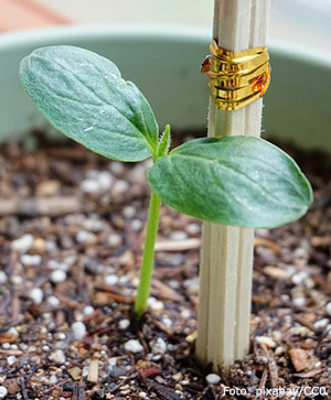 Fröplanta av gurka.