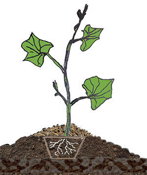 Gurkplanta på en upphöjning.