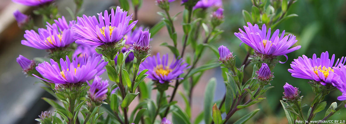 Brittsommaraster, Aster amellus 'Violet Queen'.