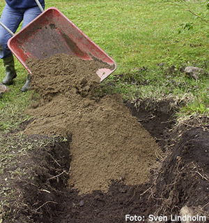 Byte av jord mot sand i perennrabatt.
