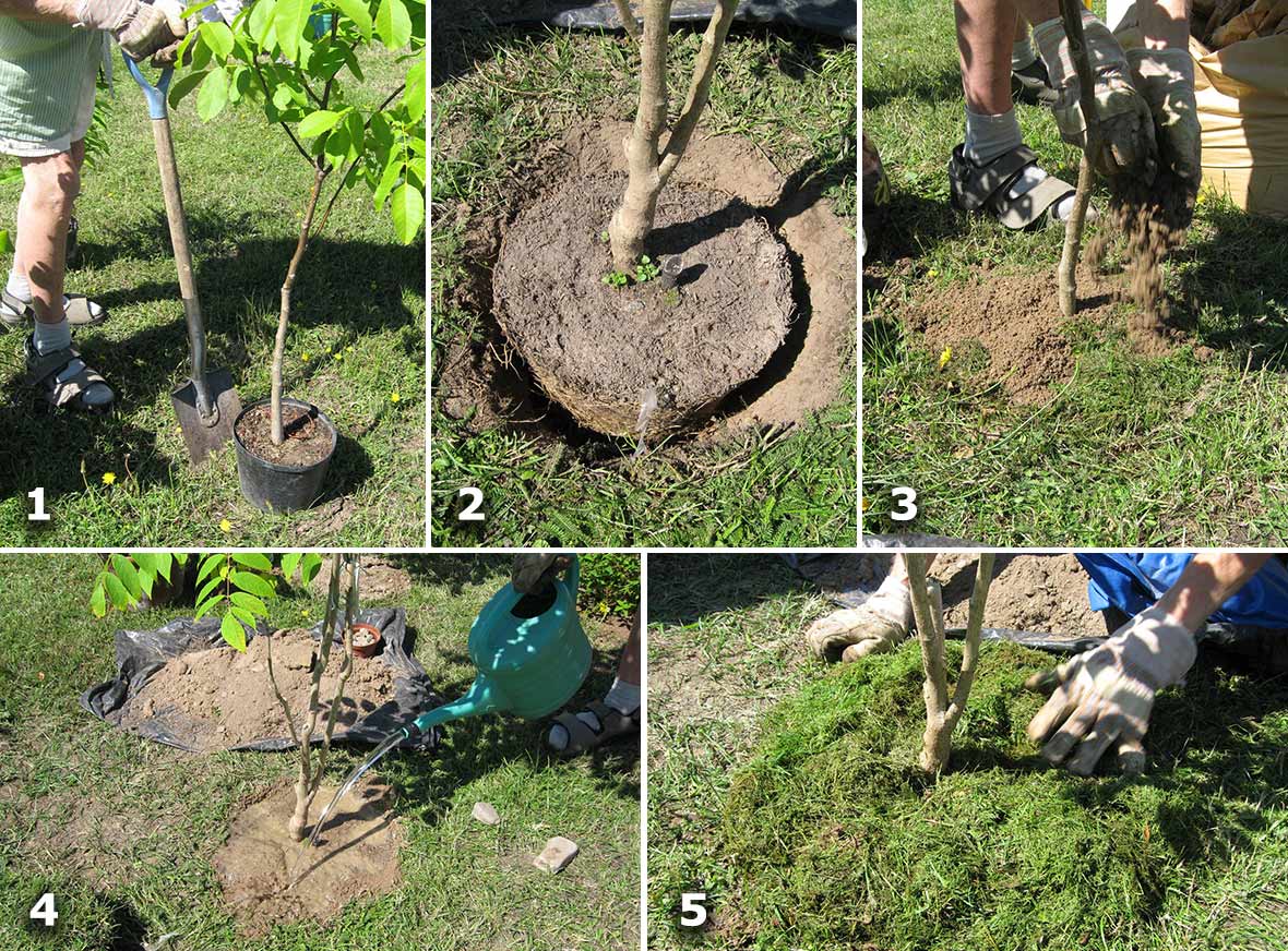 Plantering av träd.
