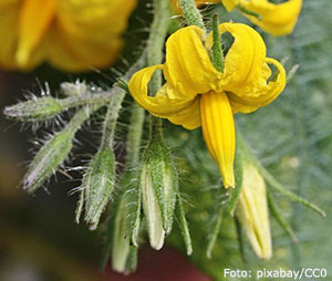 Tomatblomma.