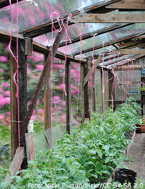 uppbindning av tomatplantor.