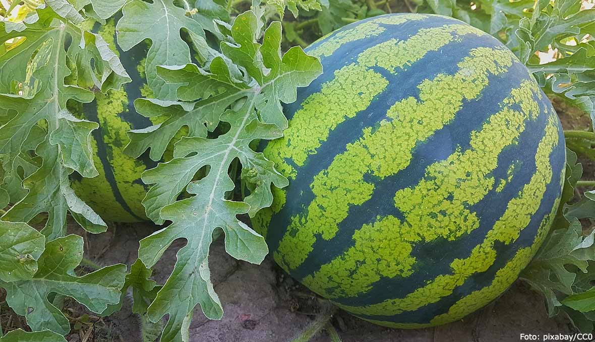 Vattenmelon.