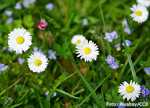 Bellis i gräsmatta.