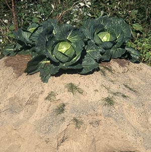 Kål planterad i sand.