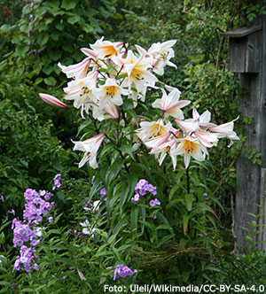 Blommande orientlilja 'Garden Affair'.