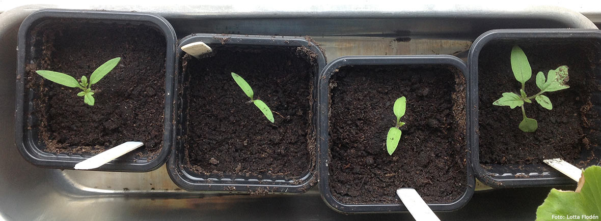 Omskolade tomatplantor.