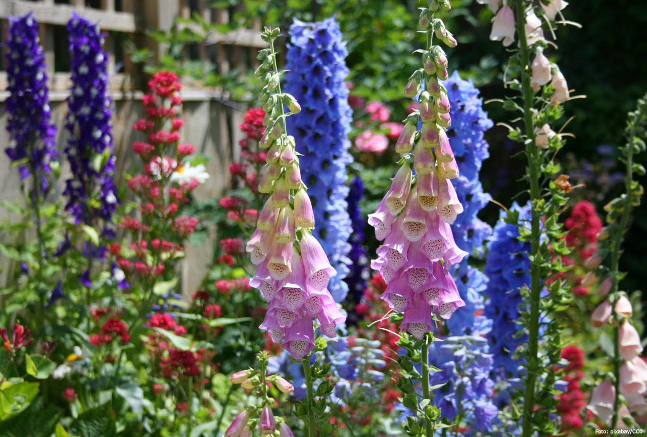 Blomsterrabatt med perenner och bienner.